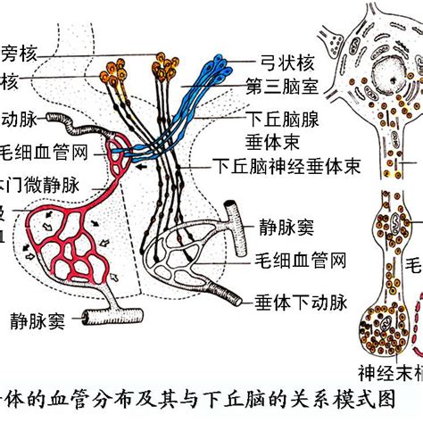 脈象 弦細